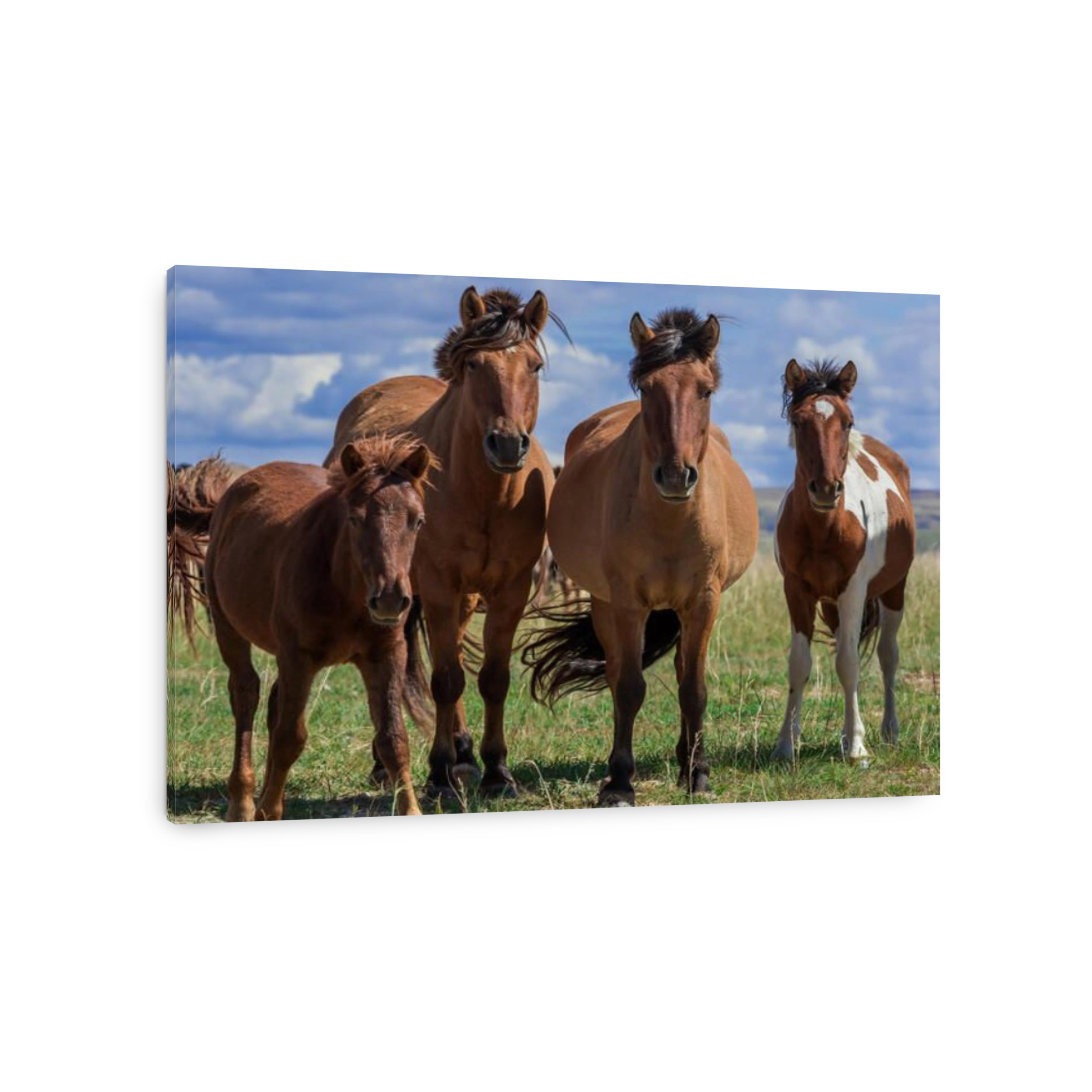 Flock of horses with young animals on a pasture, Mongolian