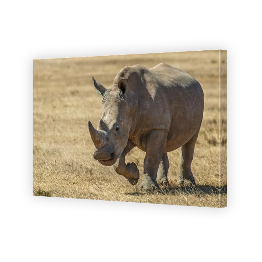 African white rhino running in National park of Kenya, Africa