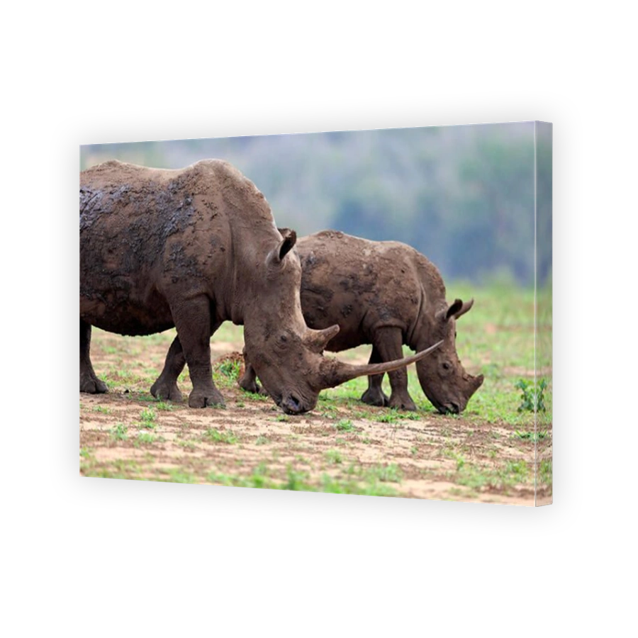 White Rhinoceros Mother and Calf in South African National Park