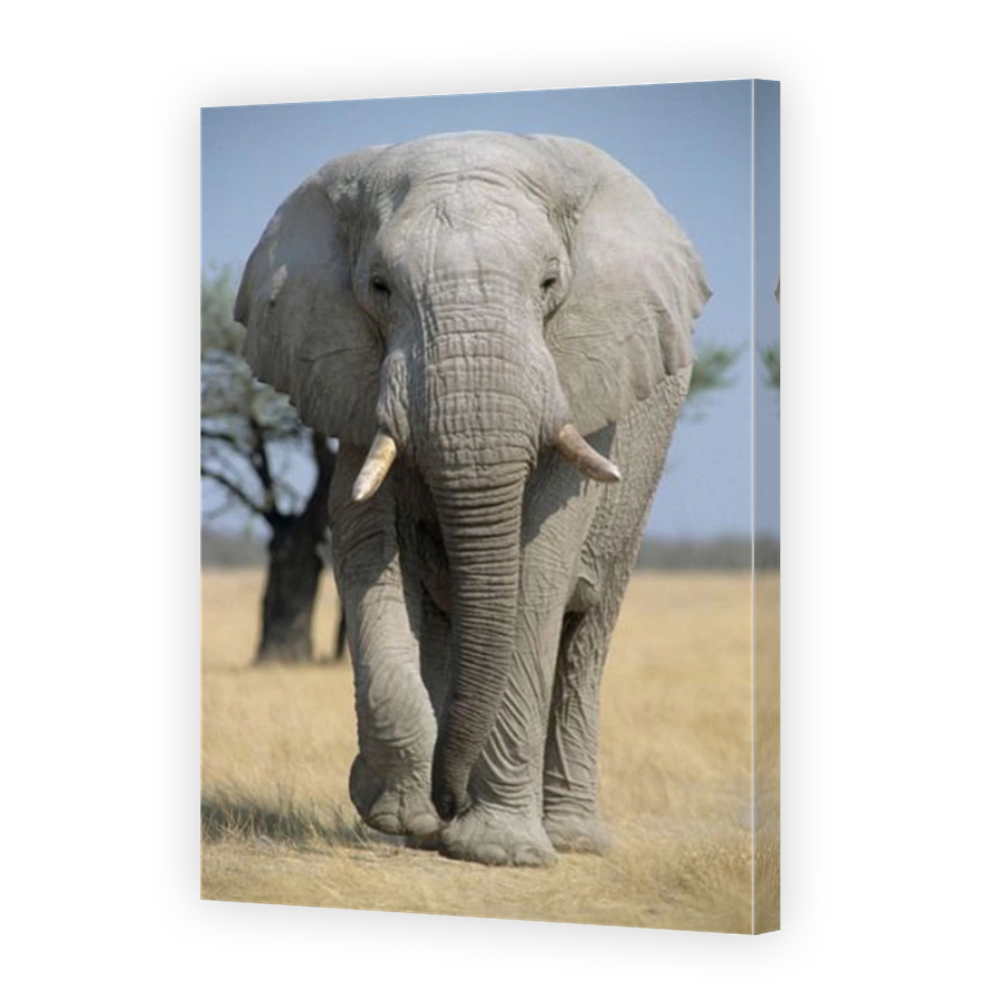 African Elephant (Loxodonta africana), Chobe Waterfront, Chobe National Park, North-West District, Botswana