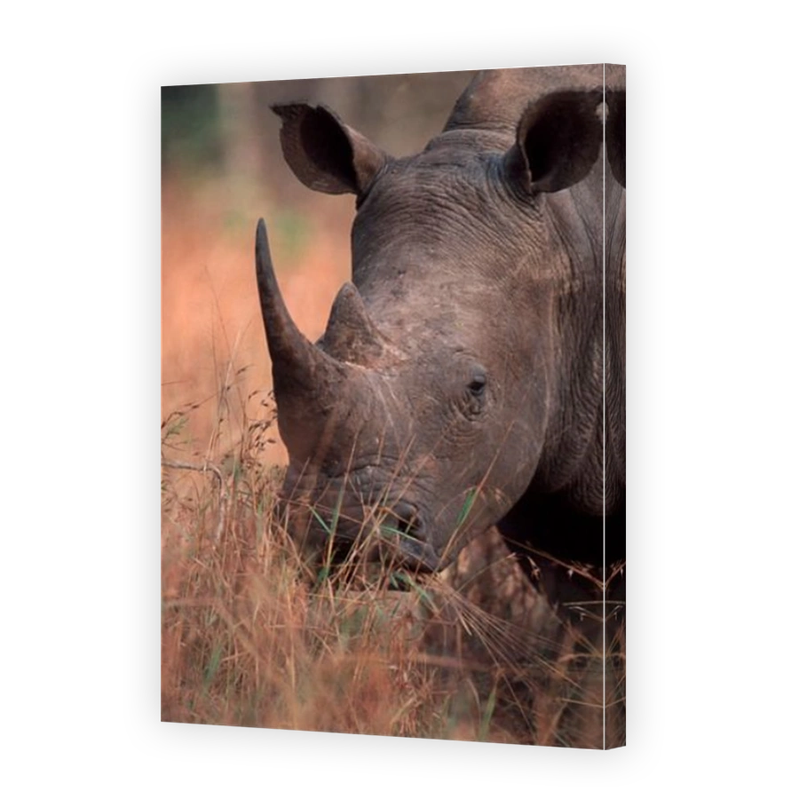 White Rhinoceros Grazing in Kruger National Park
