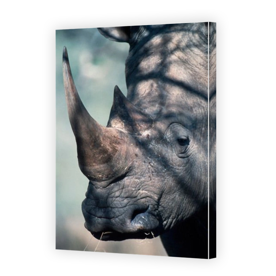 White Rhinoceros Portrait in Kruger National Park