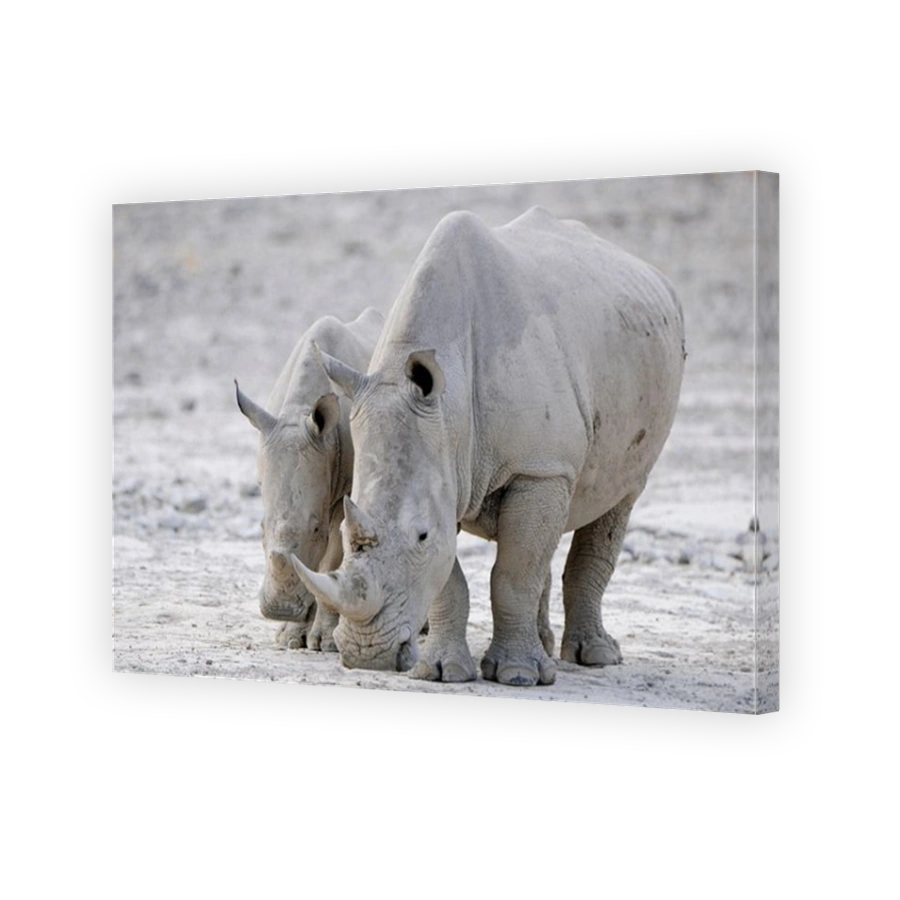 White Rhinos (Ceratotherium simum), Edo's Camp, Botswana