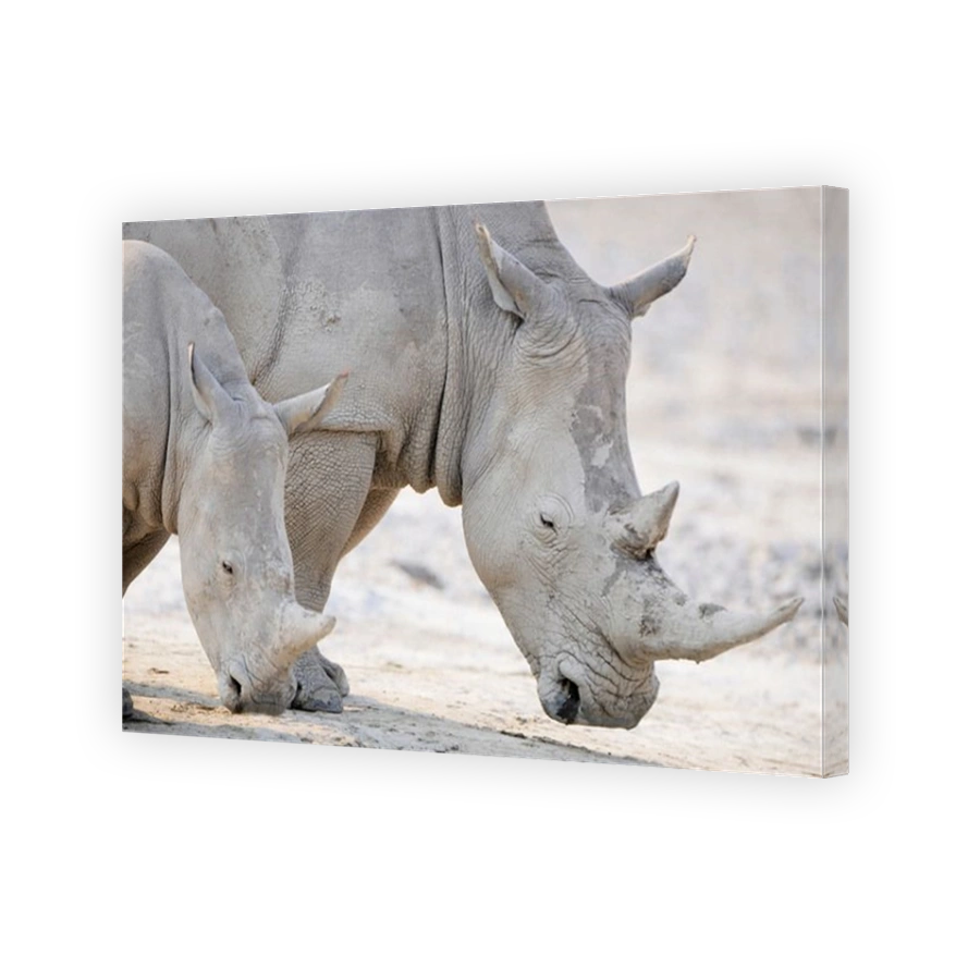White Rhinos (Ceratotherium simum), Edo's Camp, Botswana