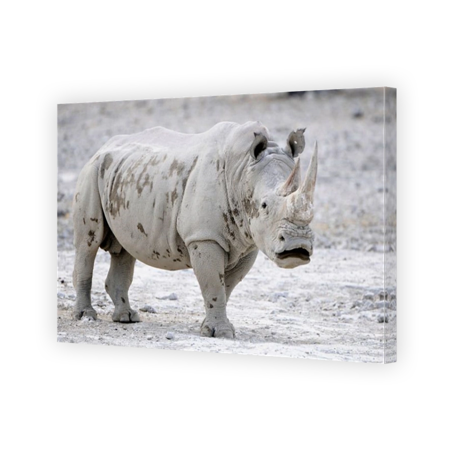 White Rhinoceros (Ceratotherium simum), Edo's Camp, Botswana