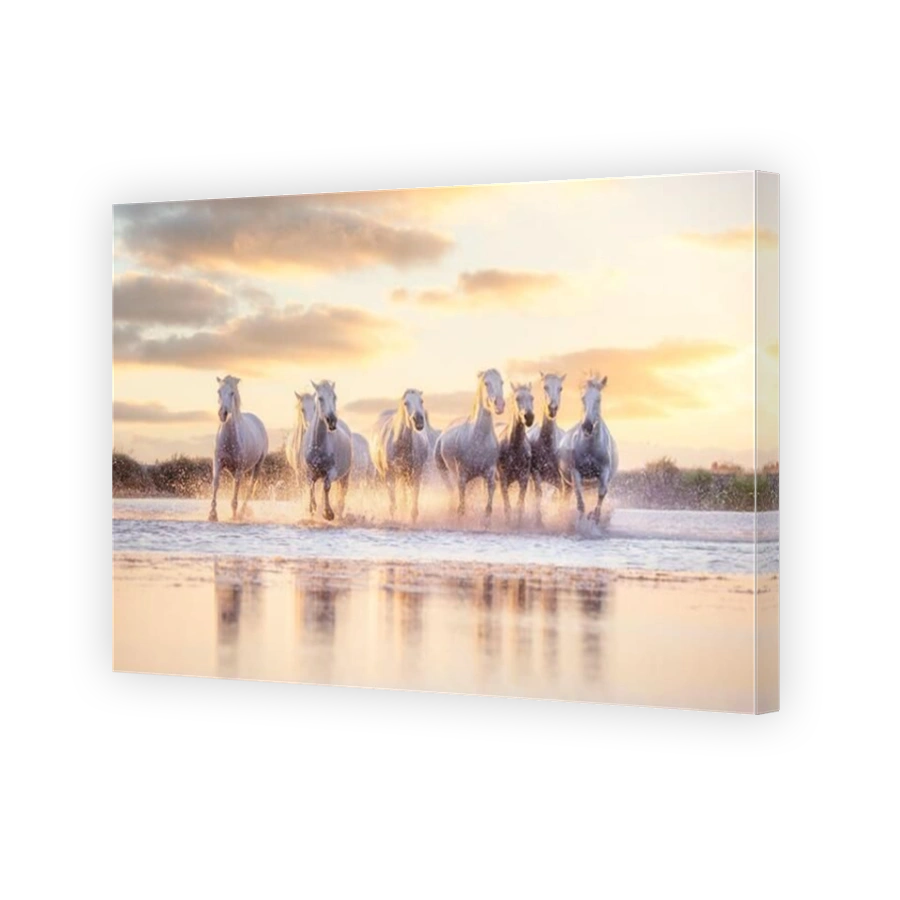 Wild white horses of Camargue running on water at sunset. Southern France