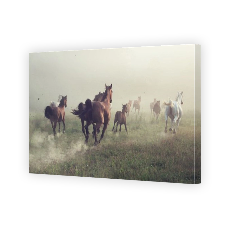 Group of horses on the meadow at the morning