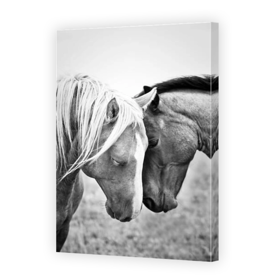 Affectionate Quarter Horses in black and white.