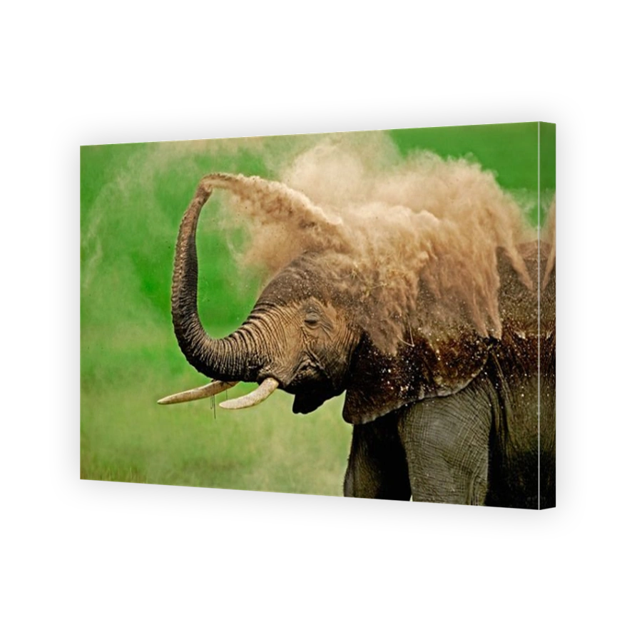 African elephant Loxodonta africana Dust bathing Amboseli National Park Kenya Dist Sub saharan Africa