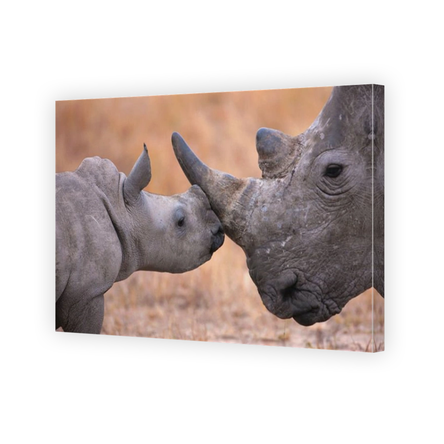 Baby white rhinoceros nuzzling its mother