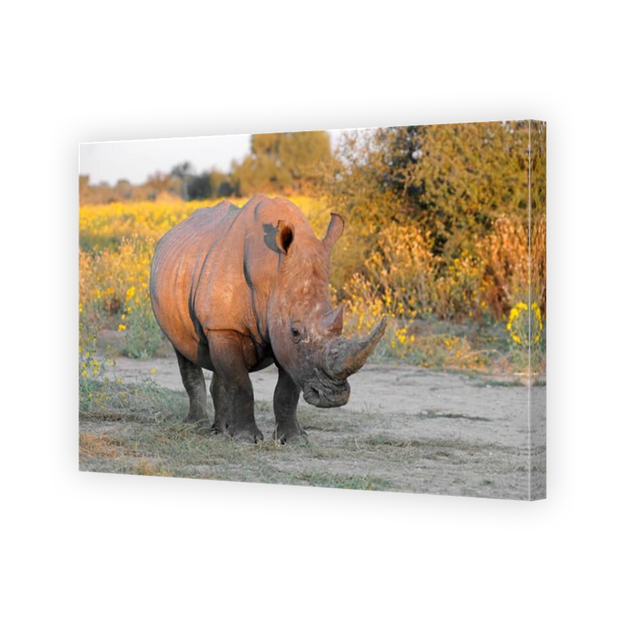 A white rhinoceros (Ceratotherium simum) in natural habitat, South Africa