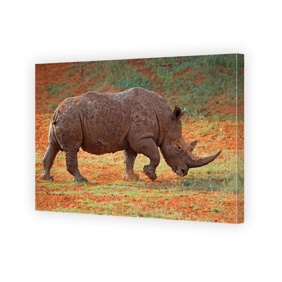 Muddy White Rhinoceros in South Africa