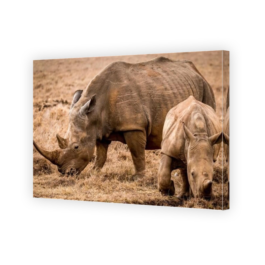 Rhino mother and calf