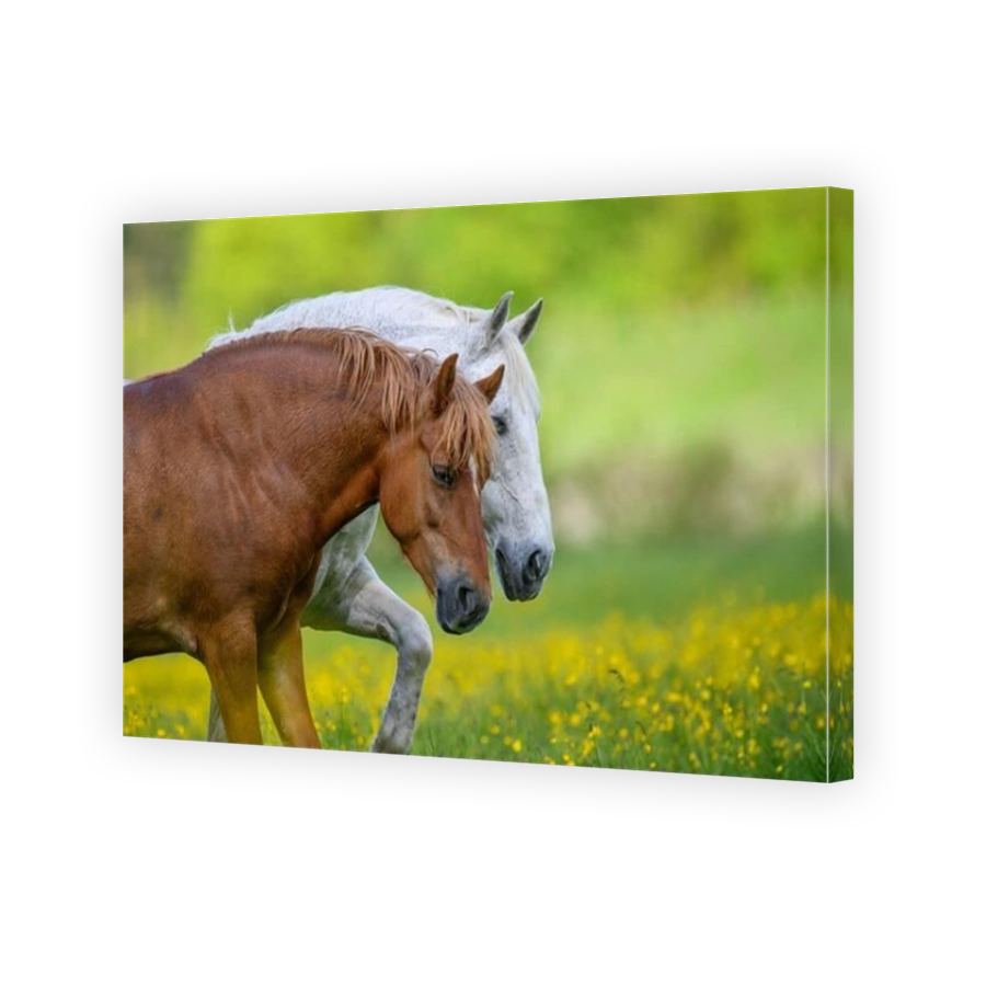 White and brown horse on field of yellow flowers. Farm animals on meadow