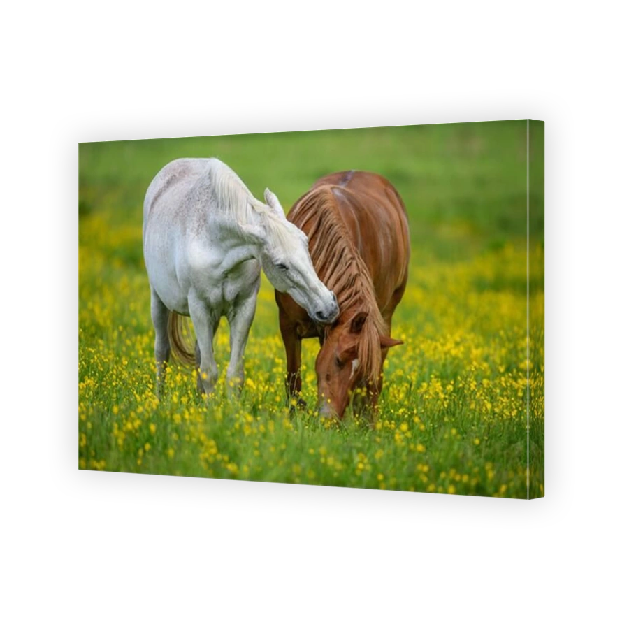 White and brown horse on field of yellow flowers. Farm animals on meadow