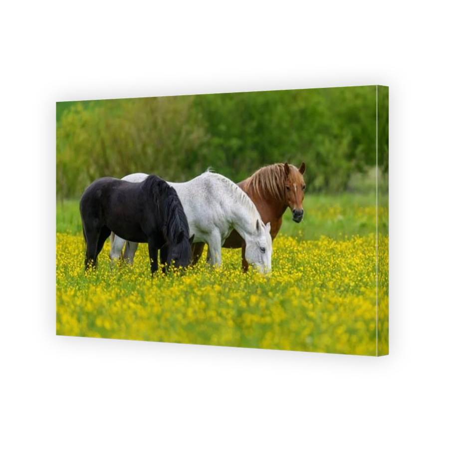 White, black and brown horse on field of yellow flowers. Three animals on meadow