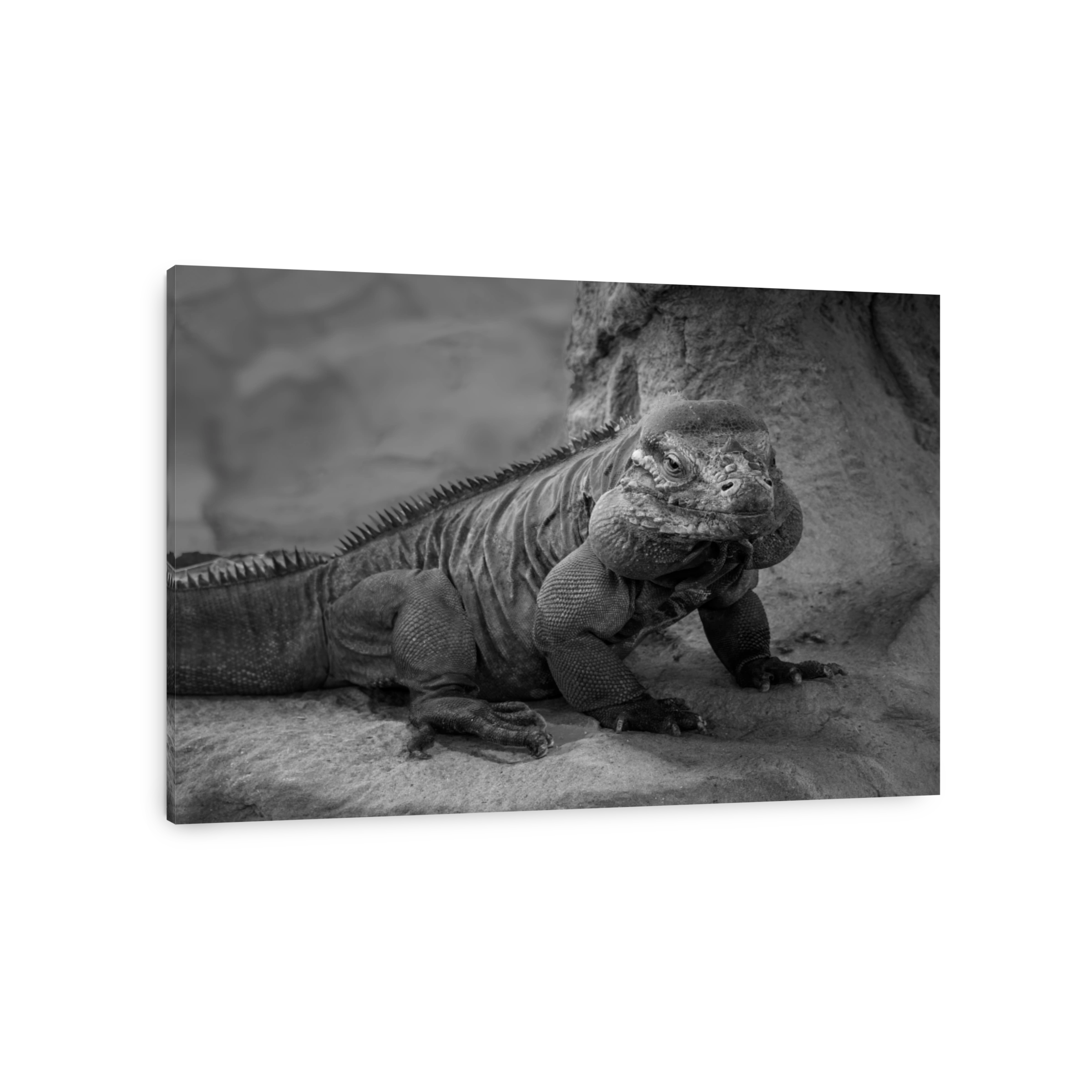 Rhinoceros Iguana, Cyclura cornuta.