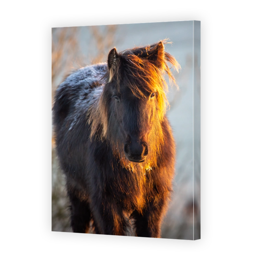 A young fell pony on a cold and frosty morning with frost on it's back and golden light from the rising sun on a late winter morning at sunrise