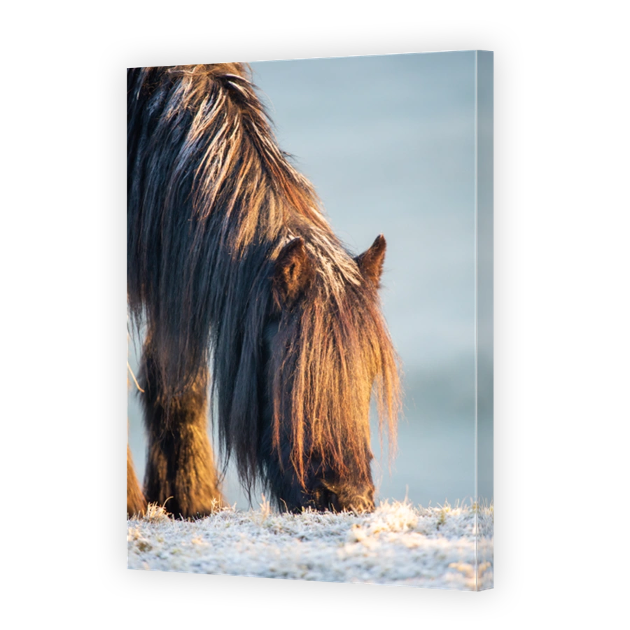 A young fell pony on a cold and frosty morning with frost on it's back and golden light from the rising sun on a late winter morning at sunrise