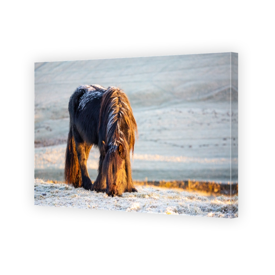 A young fell pony on a cold and frosty morning with frost on it's back and golden light from the rising sun on a late winter morning at sunrise