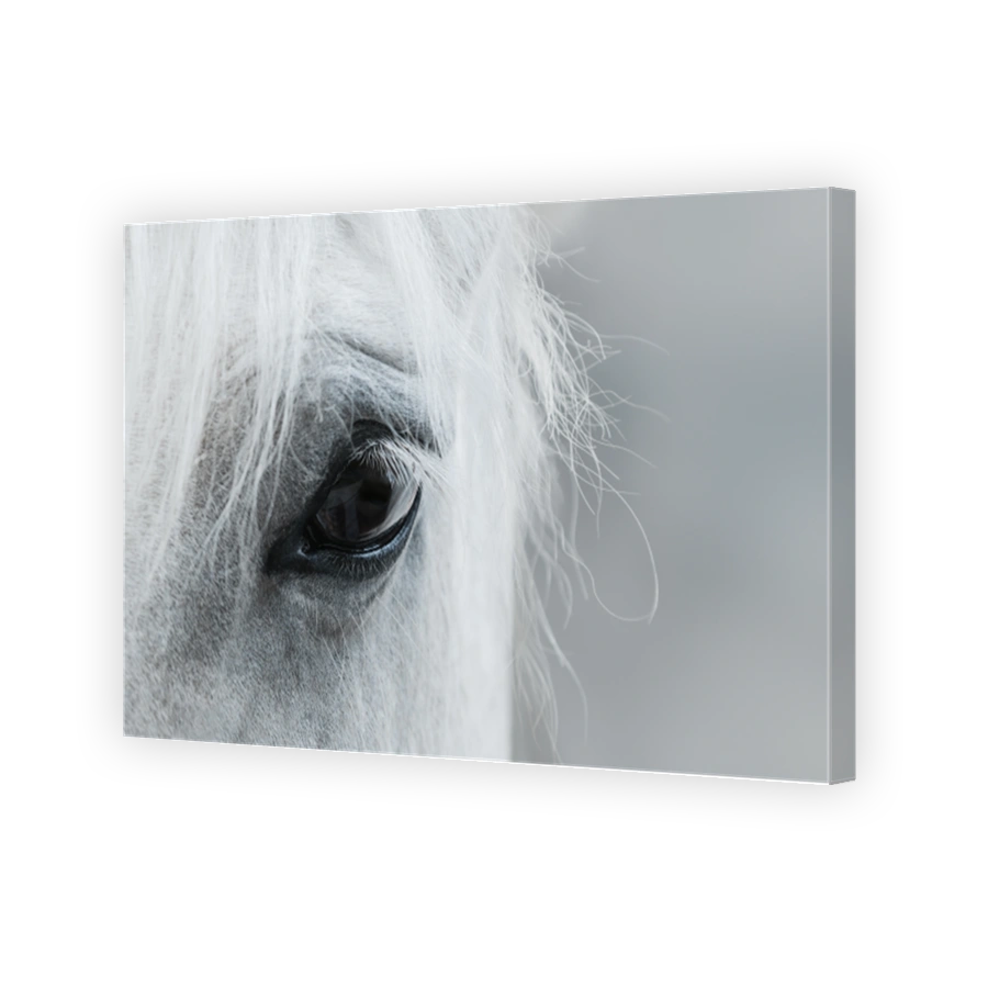 Eye of white mustang