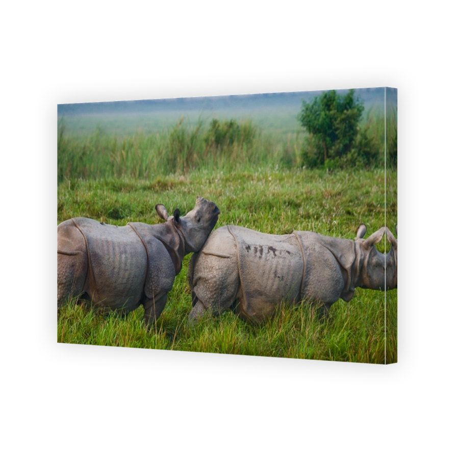 Two Wild Great one-horned rhinoceroses in a national park.