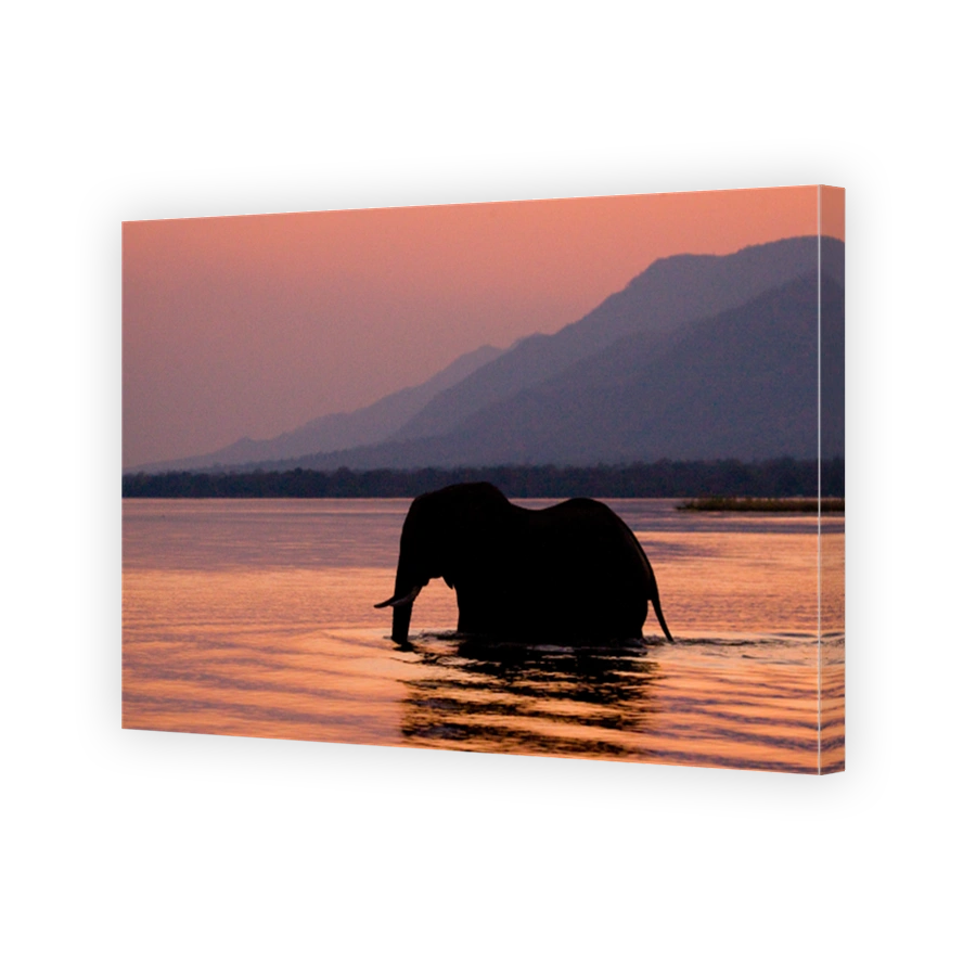 Elephant crossing the Zambezi River at sunset in pink.