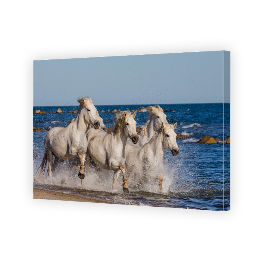 White Camargue Horses galloping along the sea beach.