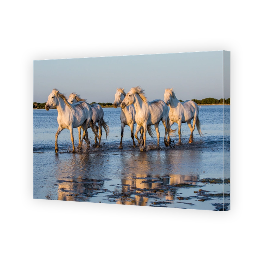 White Camargue Horses run in the swamps nature reserve.