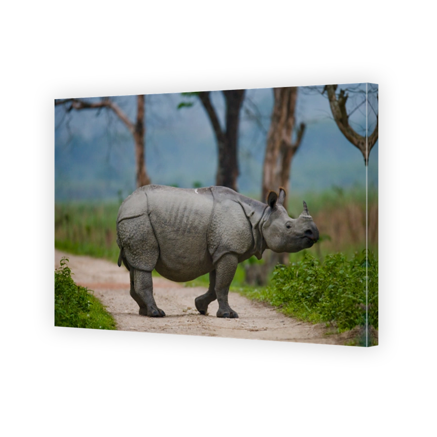 Wild Great one-horned rhinoceros is standing on the road in India.