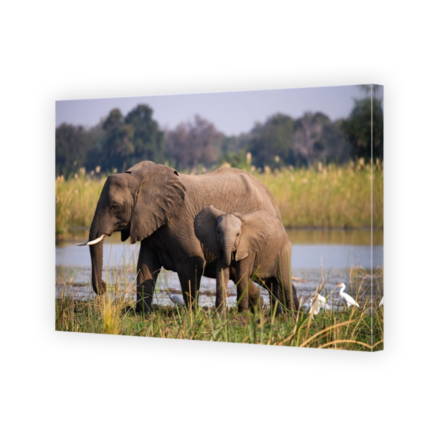 Elephant with baby near the Zambezi River.