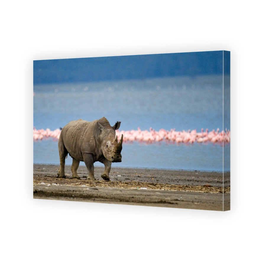 Rhinoceros stands in the background of the lake with flamingos. Kenya. National Park. Africa.