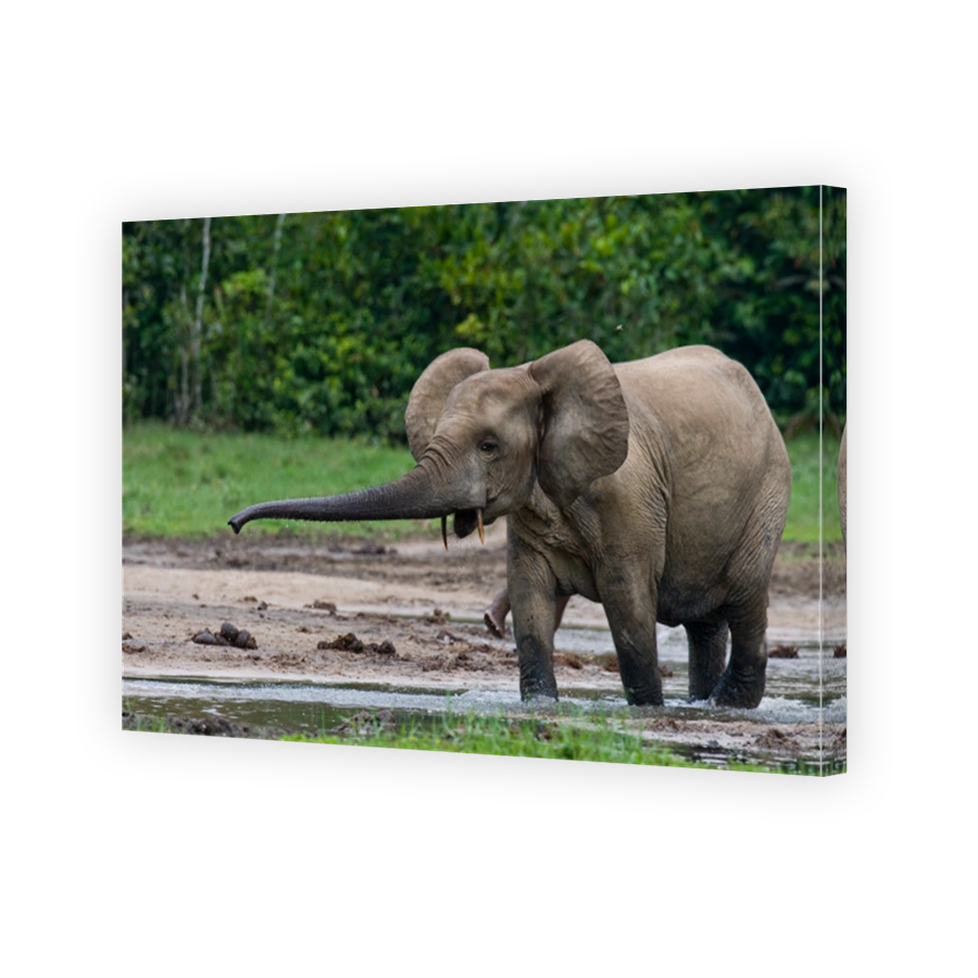 Forest elephant drinking water from a source of water. Central African Republic. Republic of Congo. Dzanga-Sangha Special Reserve.