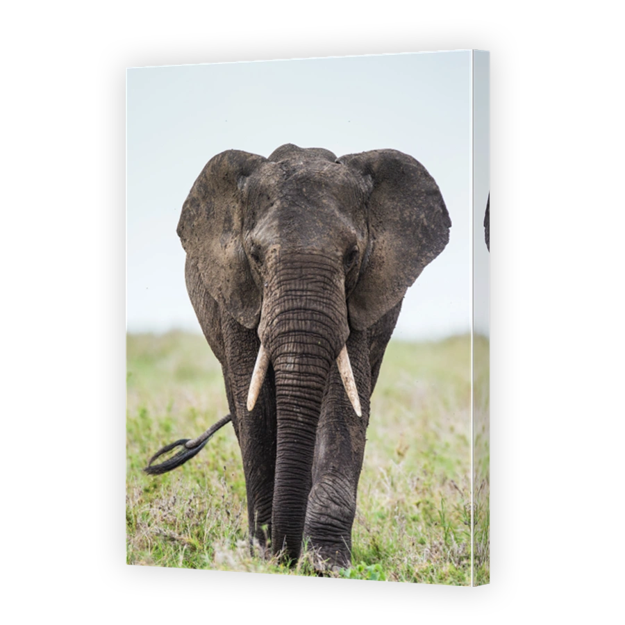 Big elephant in the savanna.