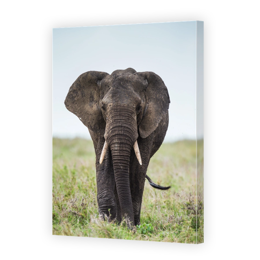 Big elephant in the savanna.