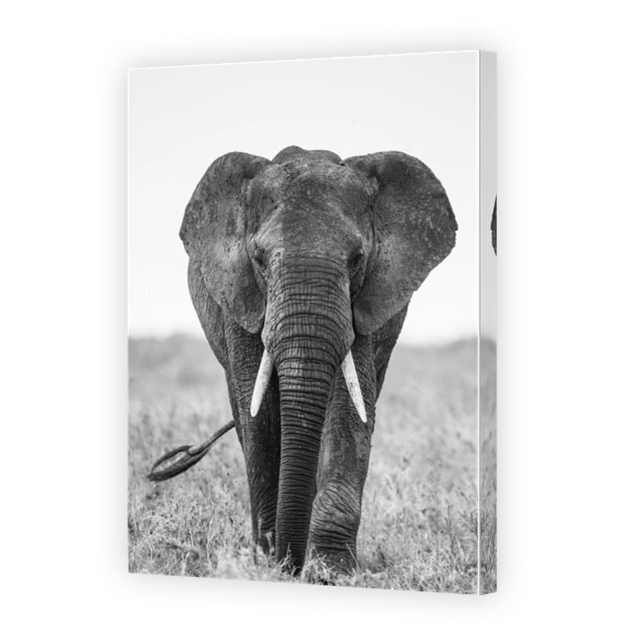 Big elephant in the savanna.