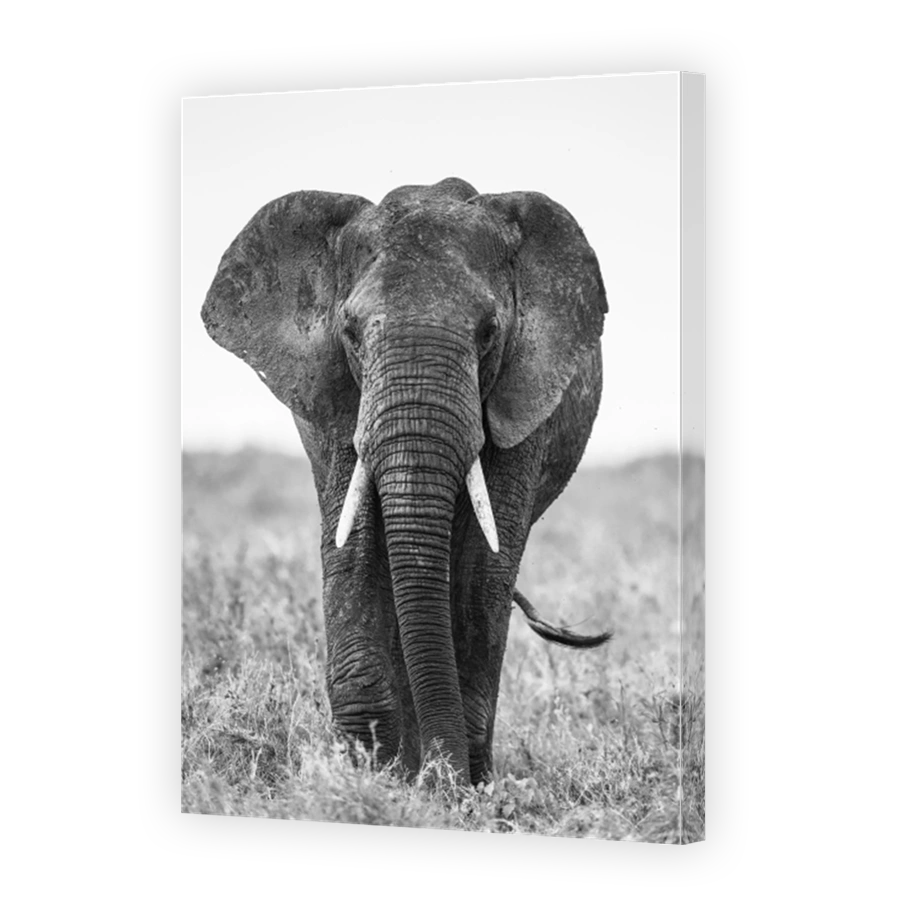 Big elephant in the savanna.