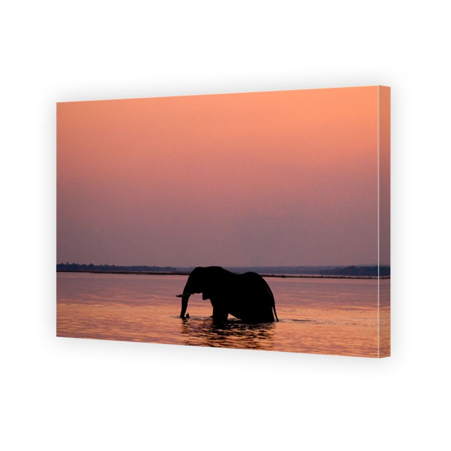 Elephant crossing the Zambezi River at sunset in pink.