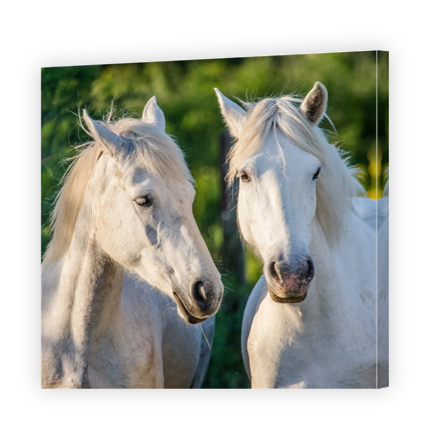 Portrait of two White Camargue horses.