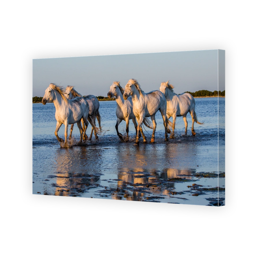 White Camargue Horses run in the swamps nature reserve.