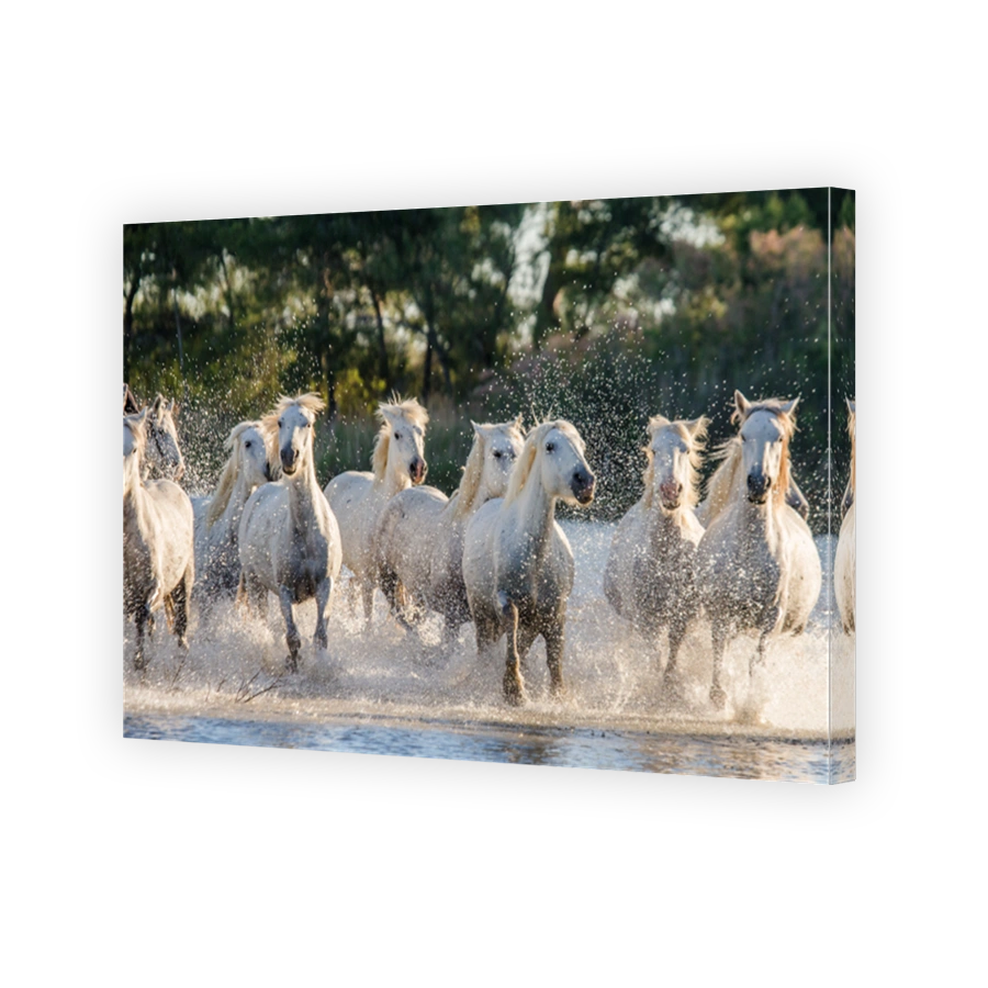 White Camargue Horses run in the swamps nature reserve.