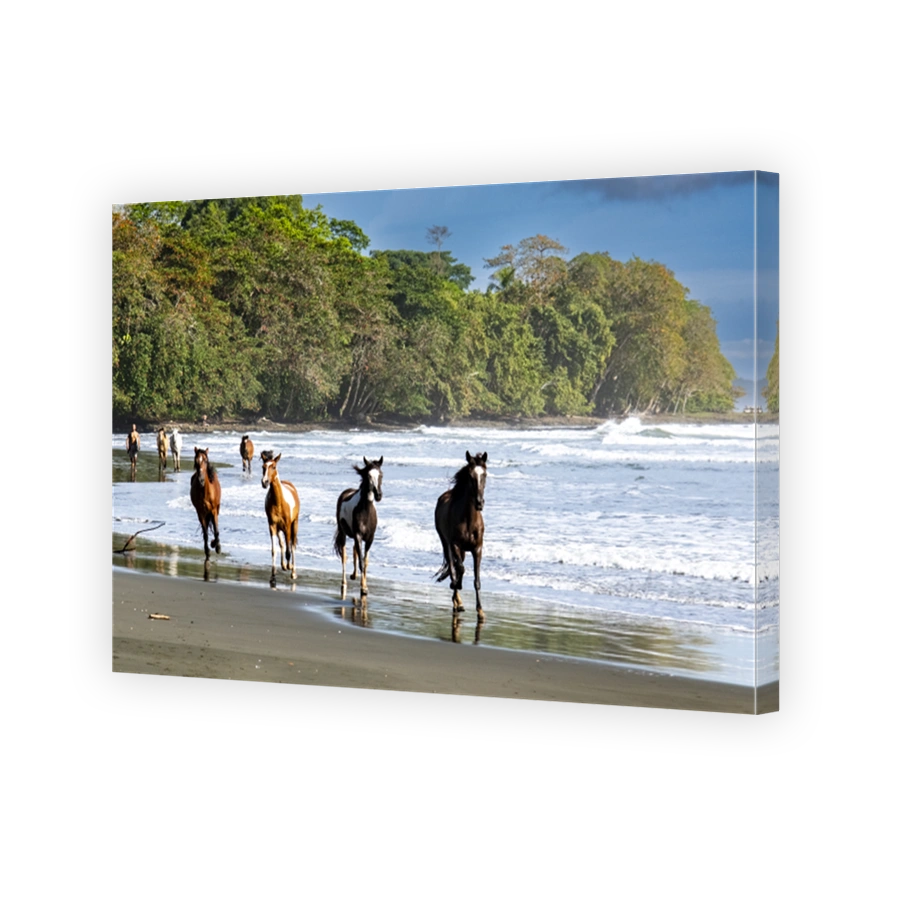 Horses on the beach