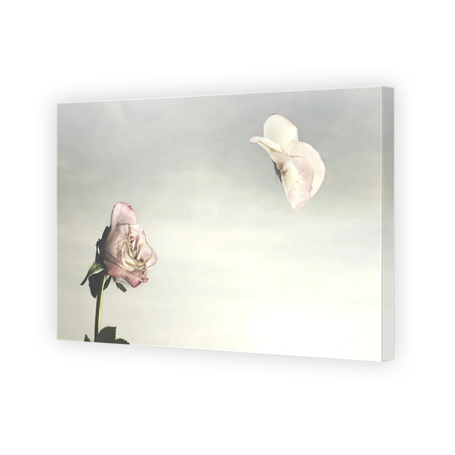 magical spring moment of a meeting between a rose and a butterfly