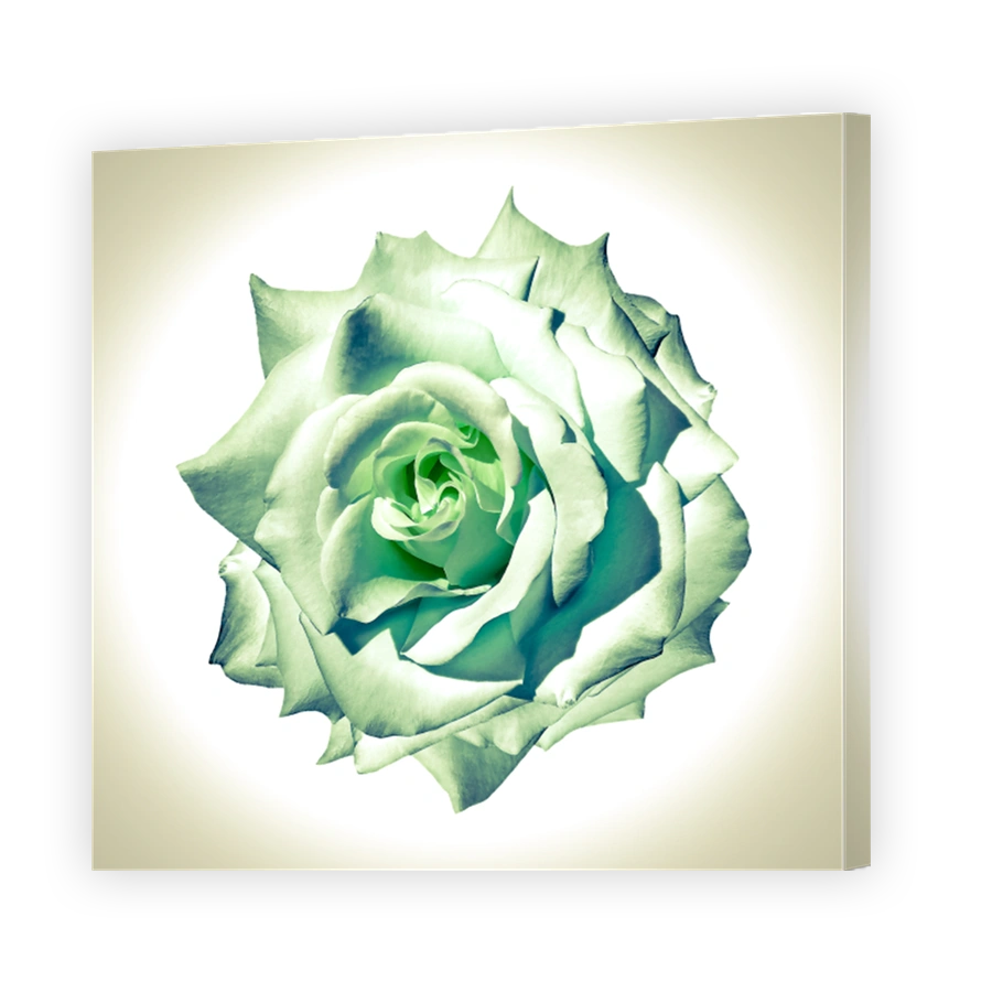 Green  rose flower  on white isolated background with clipping path. Closeup. For design. Nature.