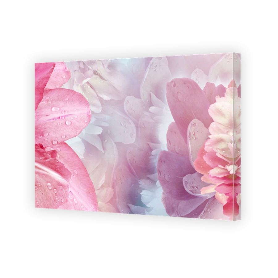 Floral spring background. Peony and tulip petals. Drops of water on flowers. Close-up. Nature.