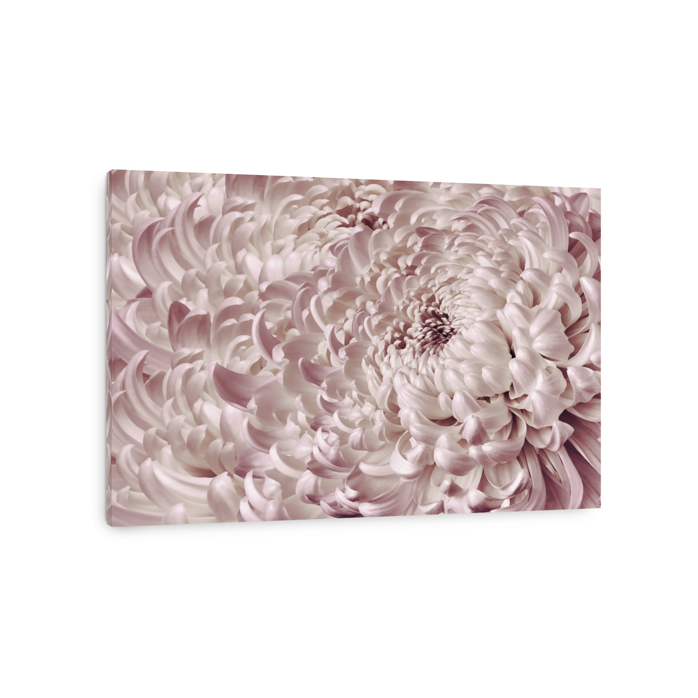 Floral  white-pink  background. Flower blue chrysanthemum close-up. Chrysanthemum petals. Nature.
