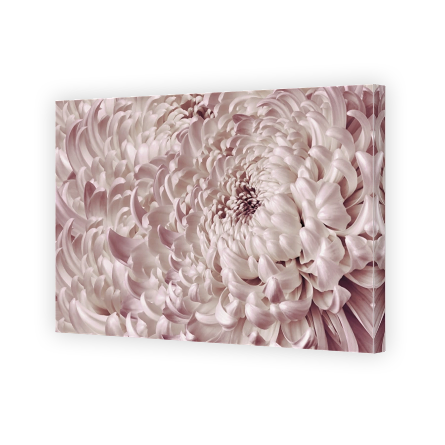 Floral  white-pink  background. Flower blue chrysanthemum close-up. Chrysanthemum petals. Nature.