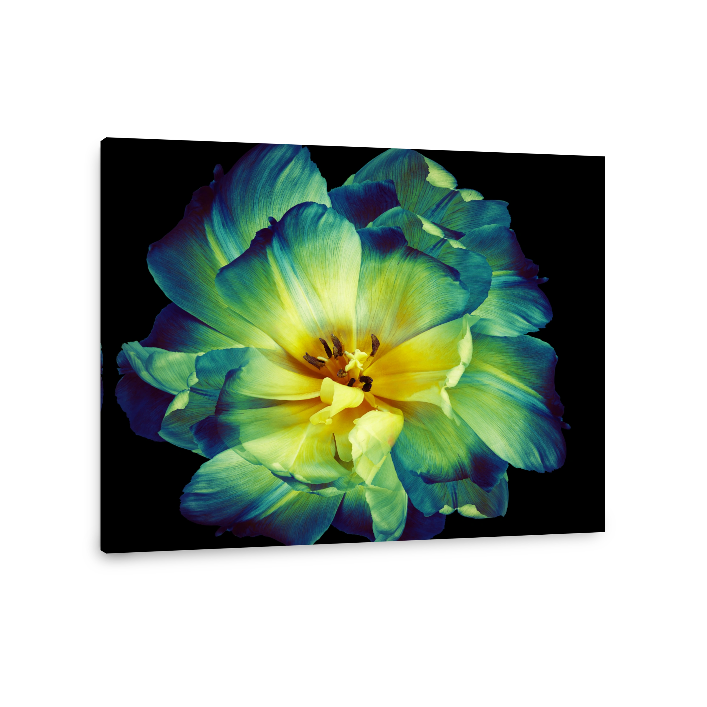 Red  tulip.  Flower on black isolated background with clipping path.  For design.  Closeup.  Nature.