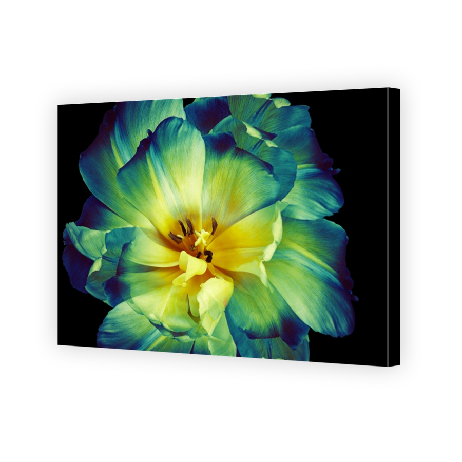 Red  tulip.  Flower on black isolated background with clipping path.  For design.  Closeup.  Nature.