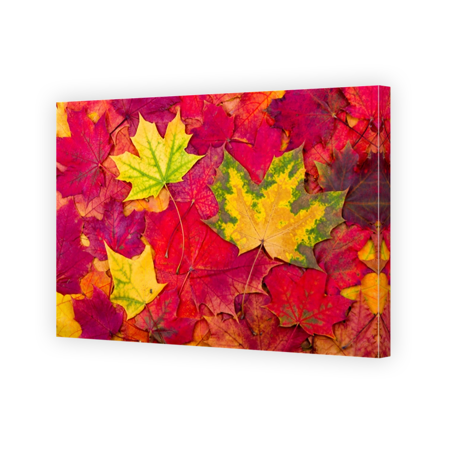 Autumn maple leaves background